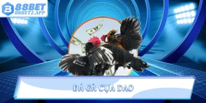Đá gà cựa dao