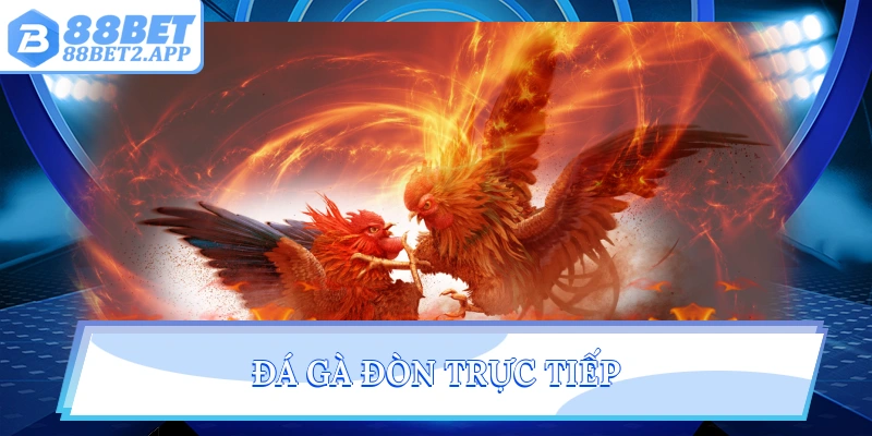 Đá gà đòn trực tiếp
