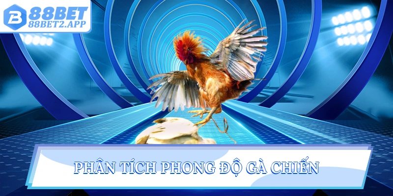 Phân tích phong độ gà chiến