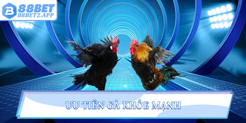 Ưu tiên gà khỏe mạnh